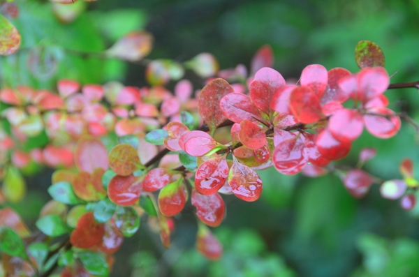 001 GLIMMER STEPS.....!