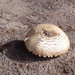 Paddenstoelen in de herfst