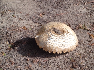 Paddenstoelen in de herfst