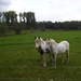 Wandeling naar Battenbroek - 2 oktober 2014