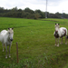 Wandeling naar Battenbroek - 2 oktober 2014