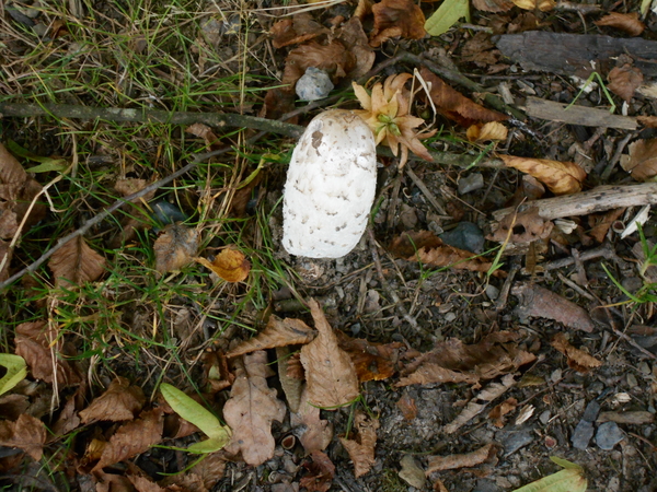 vakantie hoeffalize 120