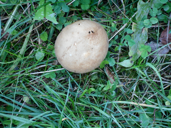 vakantie hoeffalize 121