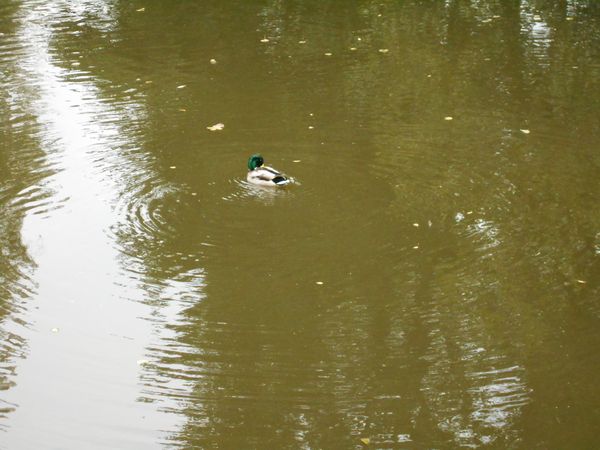 vakantie hoeffalize 128