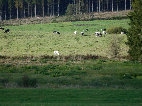 vakantie hoeffalize 135