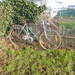 BLANKENGERGE 013