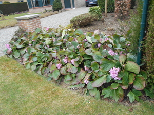 boezinge 019