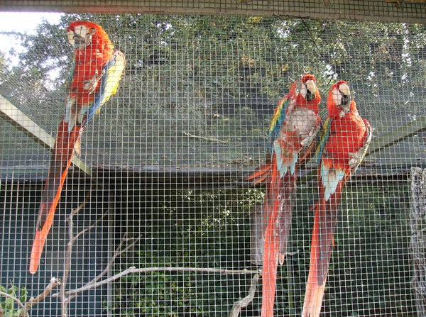 Pairi Daiza Oktober 2014 010