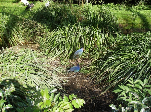 Pairi Daiza Oktober 2014 013