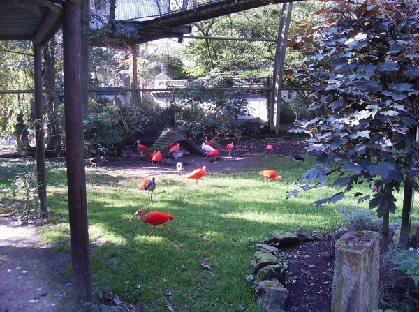 Pairi Daiza Oktober 2014 015