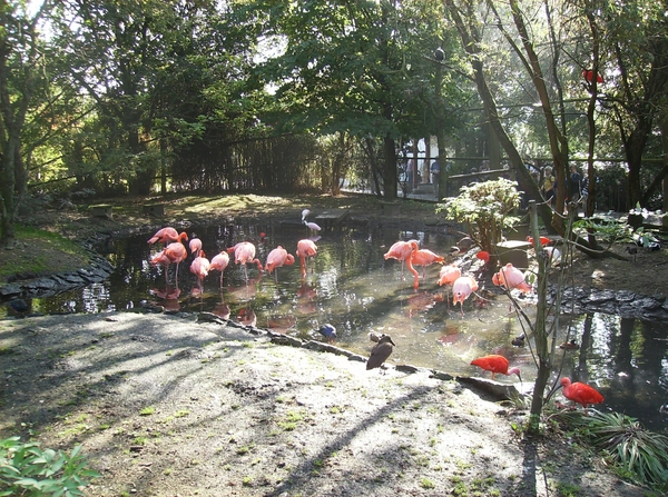 Pairi Daiza Oktober 2014 016