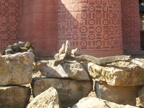 Pairi Daiza Oktober 2014 046