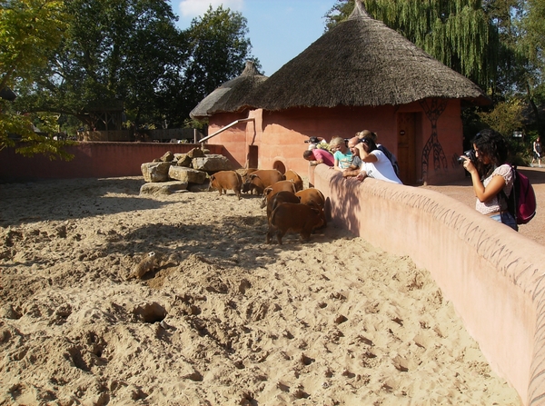 Pairi Daiza Oktober 2014 050