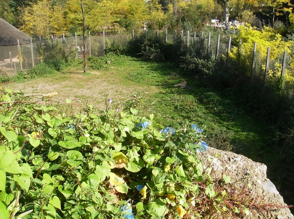 Pairi Daiza Oktober 2014 056