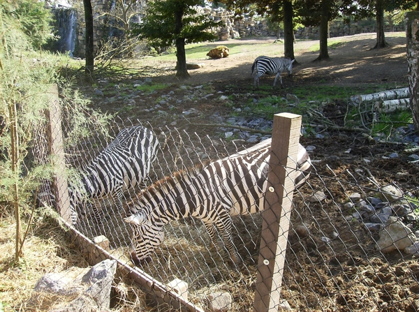 Pairi Daiza Oktober 2014 062
