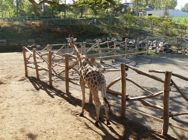 Pairi Daiza Oktober 2014 069