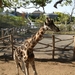 Pairi Daiza Oktober 2014 070