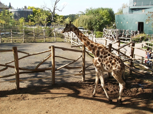 Pairi Daiza Oktober 2014 071