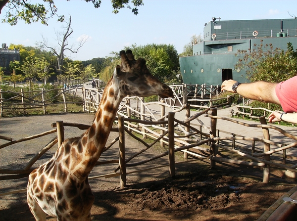 Pairi Daiza Oktober 2014 072