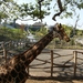 Pairi Daiza Oktober 2014 074