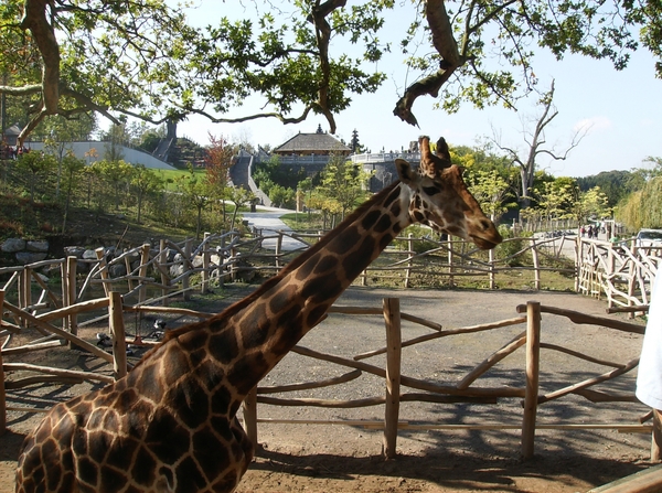 Pairi Daiza Oktober 2014 074