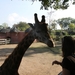 Pairi Daiza Oktober 2014 078