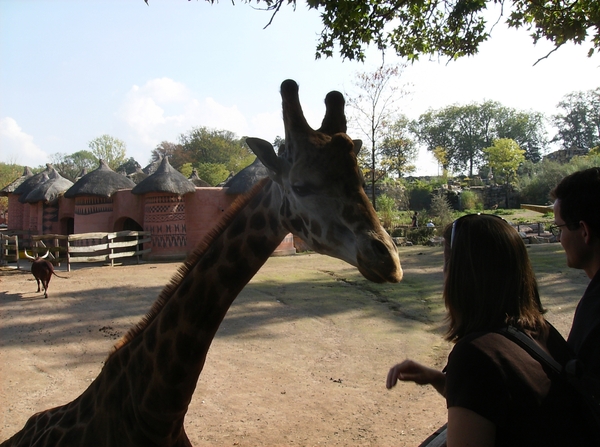 Pairi Daiza Oktober 2014 078