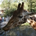 Pairi Daiza Oktober 2014 079