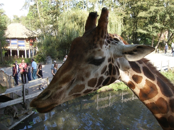 Pairi Daiza Oktober 2014 079
