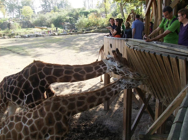 Pairi Daiza Oktober 2014 080