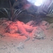 Pairi Daiza Oktober 2014 085