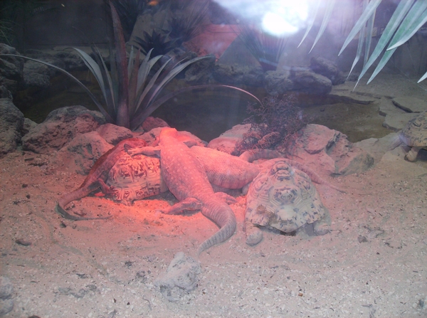 Pairi Daiza Oktober 2014 085