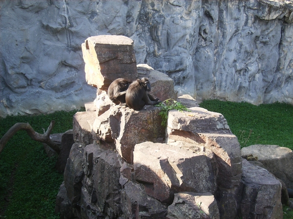 Pairi Daiza Oktober 2014 103