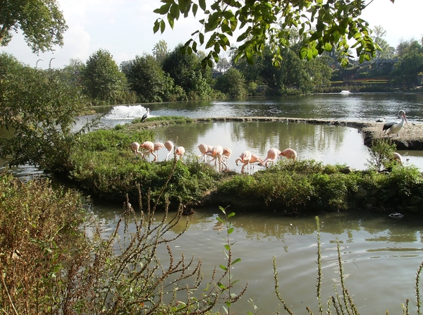 Pairi Daiza Oktober 2014 109