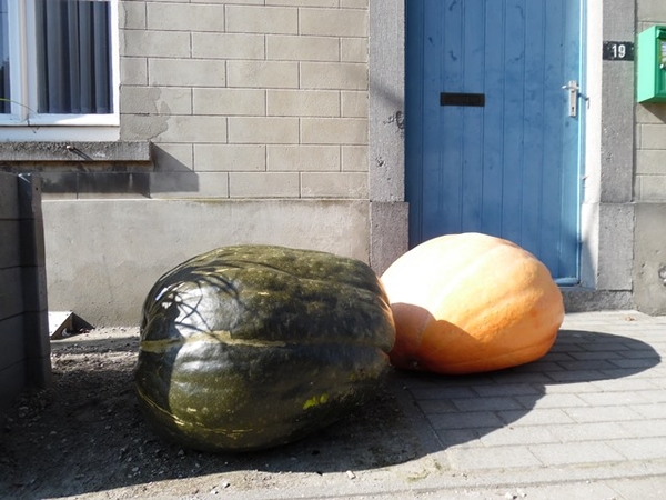 42-Pompoenen in Duisburg