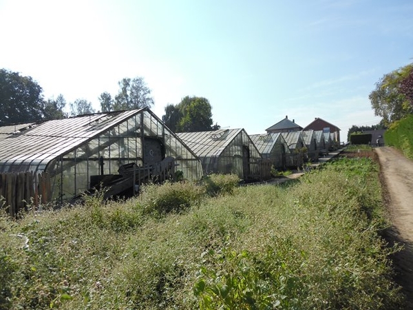 55-Serres Vlaams-Brabantse-tafeldruif