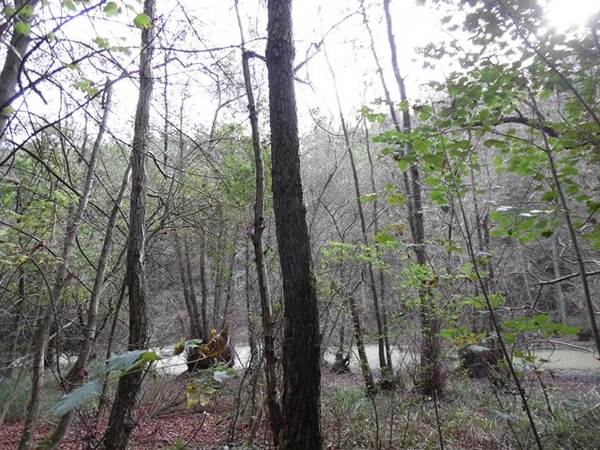 74-Zoninwoud-Tervuren