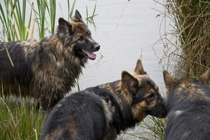 Bajka, Zazou en Simba