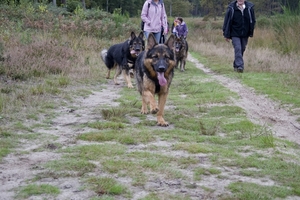 Zazou op de voorgrond, links Simba, rechts Bajka