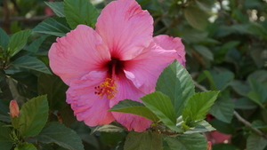 DSC01206