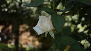 DSC01293