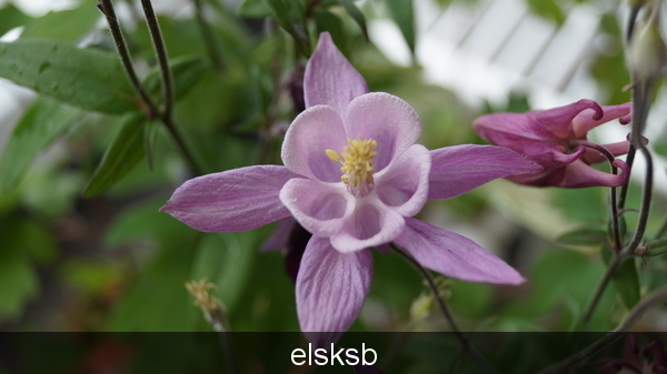 Orchidee 1