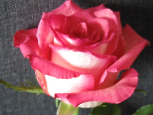 SAM_0514