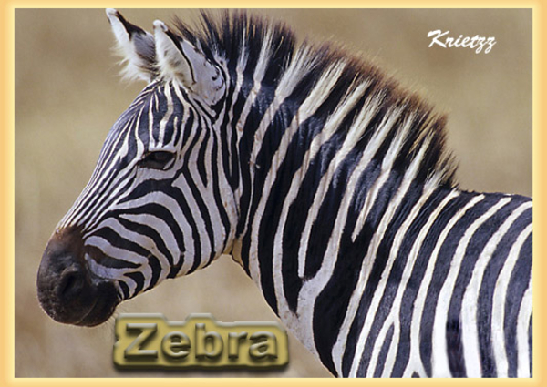 zebra