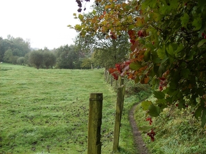 Ronse Plusdag Oktober 2014 014