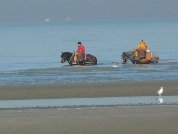 paarden ,zee ,meeuw,strand,mensen