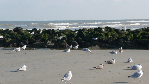 zee,strand,meeuwen,golfbreker