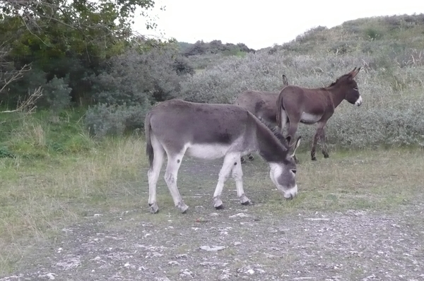 ezels in natuurgebied