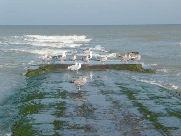 meeuwen op golfbreker