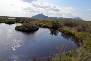 170 Mallorca oktober 2014 - natuurgebied Albufereta